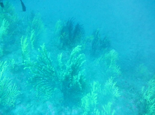 pradera de gorgonias